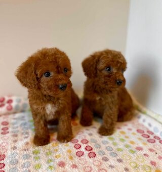 Dark Red Poodle girls pudel pudlik pudl - 6