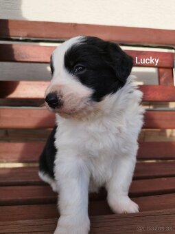 Šteniatka border kólia - 6