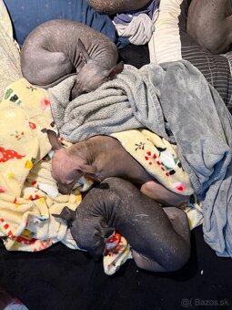 Americký bezsrstý teriér - štěně (pejsek) - 6