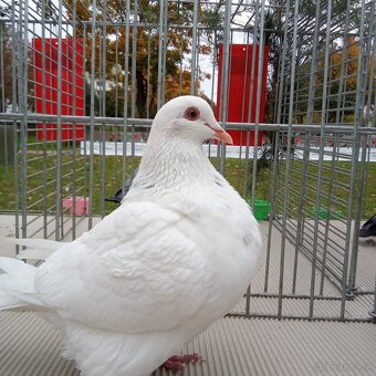 Predam holuby texan - 6