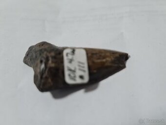 4,7 miliónov rokov skamenelý zub žraloka Megalodona a mušle - 6