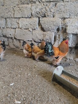 Násadové vajcia - 6