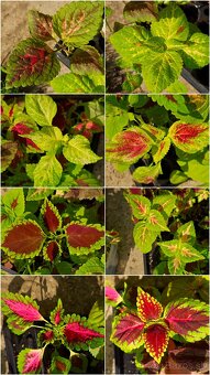 Koleus coleus africká okrasná žihľava - 6