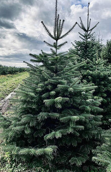 Kaukazská jedľa 1,70-2,00 smrek vianočné stromčeky - 6