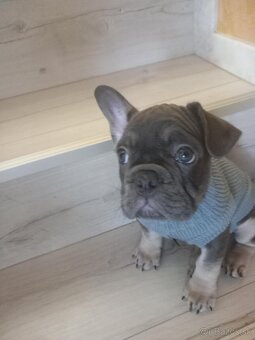 Predam Buldočeka - 6