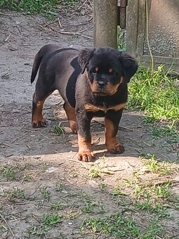 Rottweiler, rotvajler, rottwailer, rtw - 6