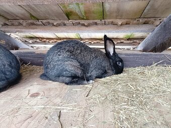 Predám králiky - 6