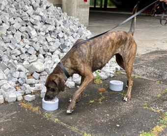 Louisianský leopardí pes Catahoula s PP - 6