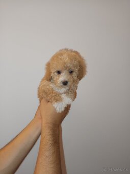 Toy Maltipoo - 6