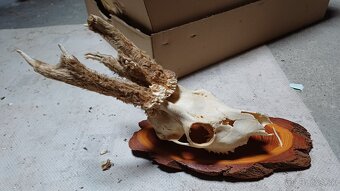 Trofeje - srnec, parožie - 6