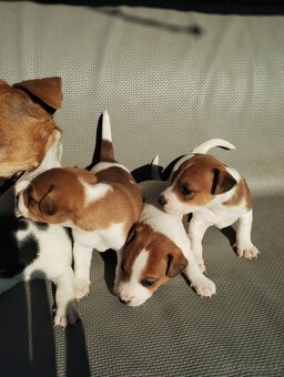 Jack russel terier - 6