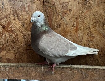 Poštové holuby štandard - 6