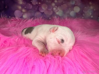 Americký Stafordšírský Teriér s PP - 6