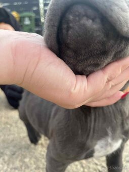Cane Corso - 6