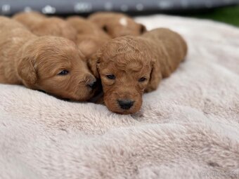 Goldendoodle - 6