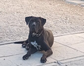 Cane Corso šteniatka - 6