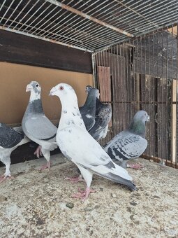 Predám holuby - 6