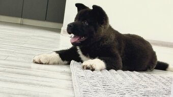 Šteniatka Americká Akita - 6