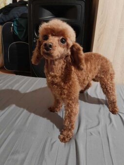 Toy pudel, pudlík, 100% toy - 6