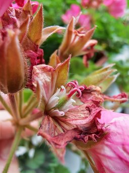 Honor 400 pro 512 gb sivy predám vymením - 6