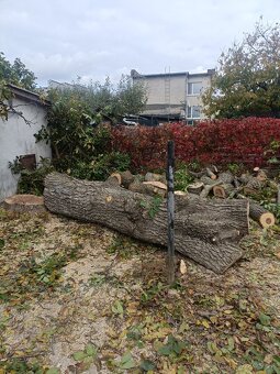 Pílenie a Orezávanie stromov - 6