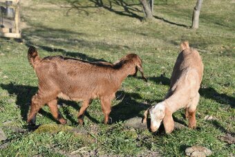 Predam Anglonubijske kozliatka - 6