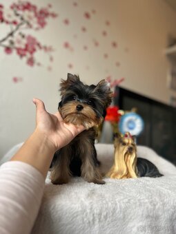 Yorkshire terrier, york s PP - 6