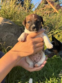 Jack Russel Terrier - 6