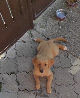 Zlatý retriever - 6