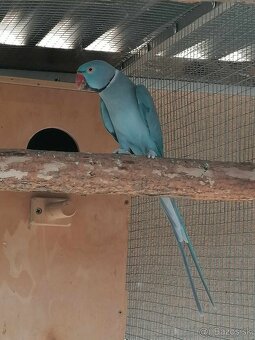 Alexander malý modrý .Samček aj Samička. - 6