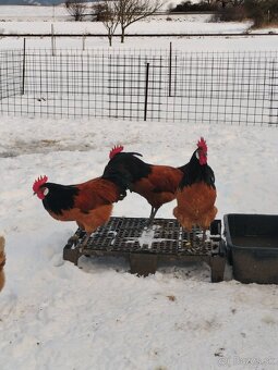 Forverka kohúty - 6