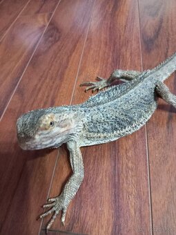 Agama bradatá - 6
