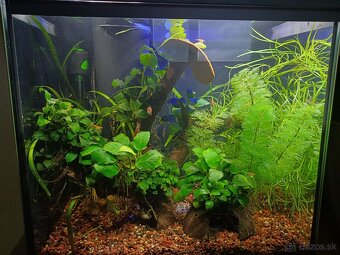 30l akvarium - 6
