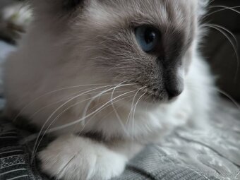 Predám Mačičku s kocúrom Ragdoll - 6