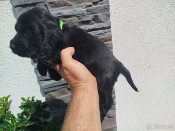 ANGLICKÝ KOKERŠPANIEL - 6