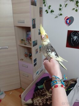 Ručně dokrmená korela - 6