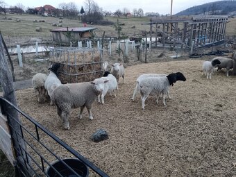 Predám ovce, kozy a jahnata plemeno Dorper - 6