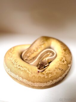 BLACK PASTEL LEOPARD LESSER BALL PYTHON SAMICA - 6