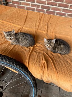 Darujem mačiatka -4 ks - 6