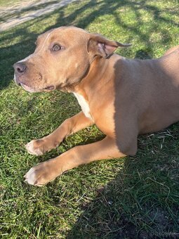 Americký stafordsirsky terier, Stafford, amstaf - 6