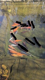Koi kapre / koi kapor na predaj - 6