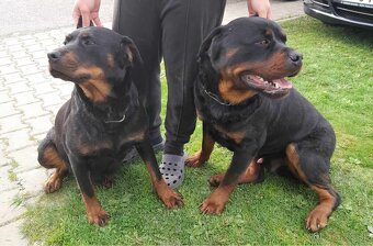 Rotvajler, Rtw, Rottweiler - 6
