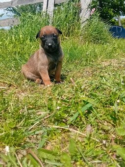 Predám belgický ovčiak malinois - 6