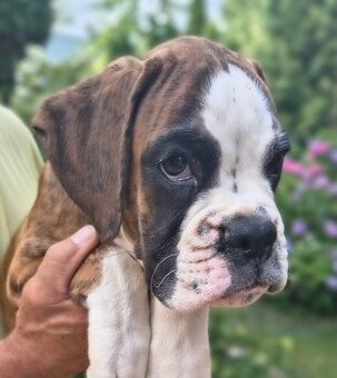 Nemecky boxer - 6