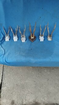 Predám srnčie trofeje parožie, zhody, srnčie. - 6