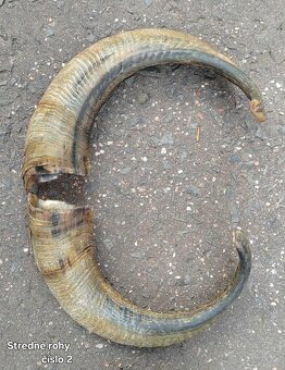 Trofeje, rohy 25-70cm - 6