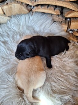 Labrador šteniatka rezervácia,už iba psík je voľný - 6