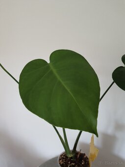 Monstera deliciosa - 6