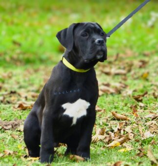 Cane Corso s PP (FCI) - 6