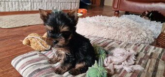 yorkshire terier - 6